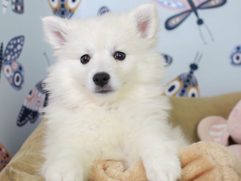 American Eskimo