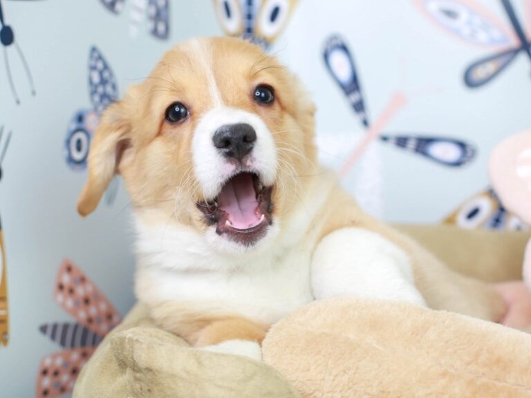 Pembroke Welsh Corgi