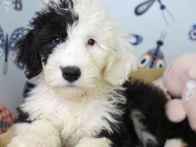 Sheepadoodle