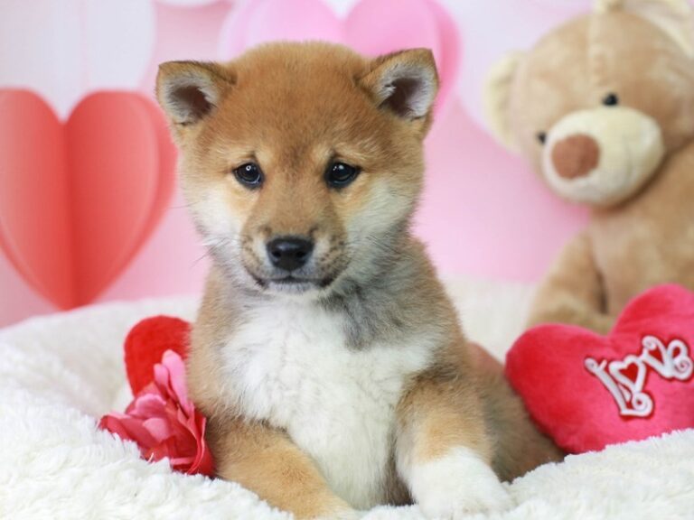 Shiba Inu