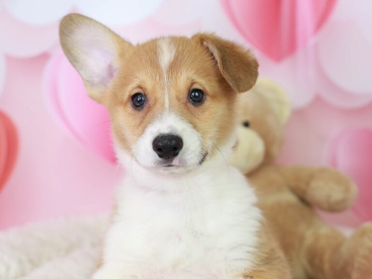 Pembroke Welsh Corgi
