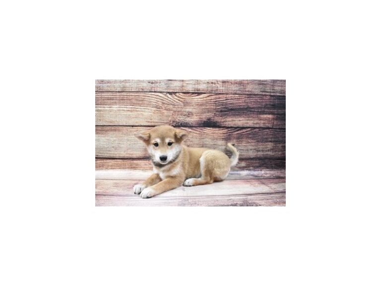 Shiba Inu