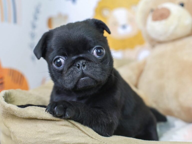 Pug