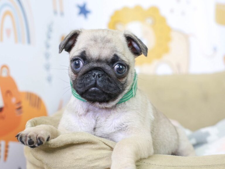 Pug