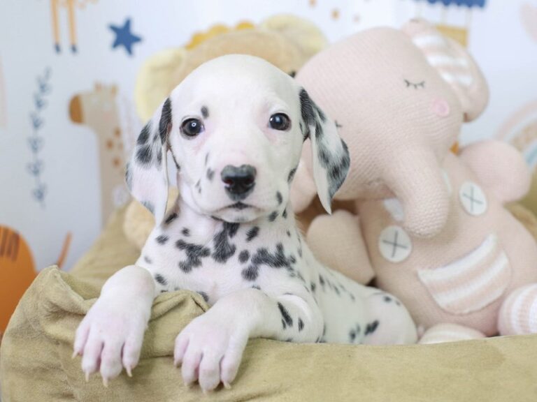 Dalmatian