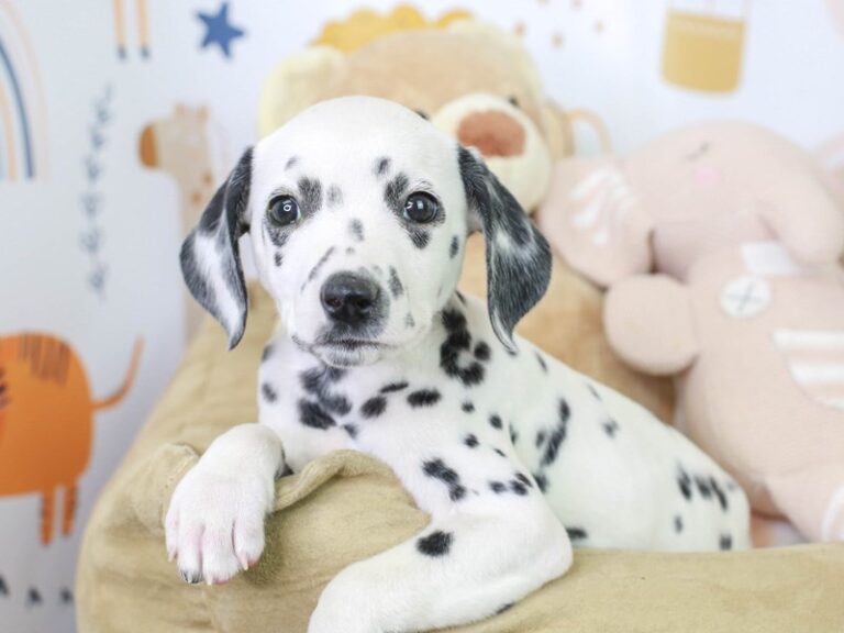 Dalmatian