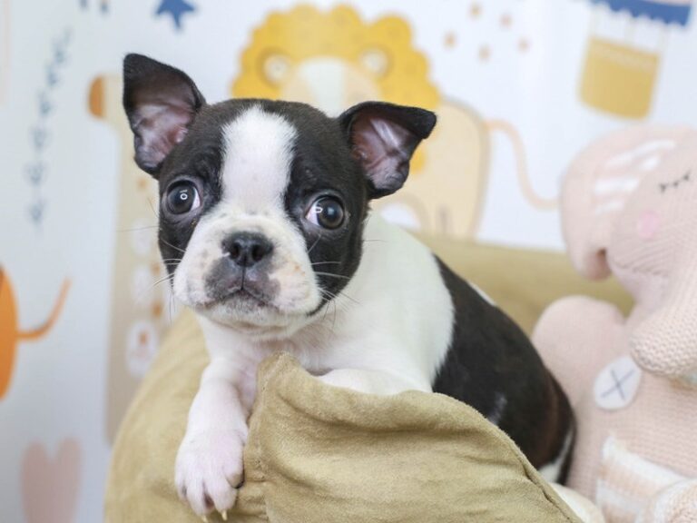 Boston Terrier