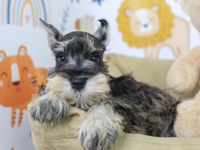 Mini Schnauzer
