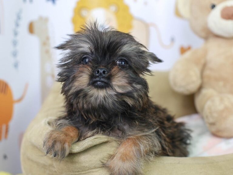 Brussels Griffon