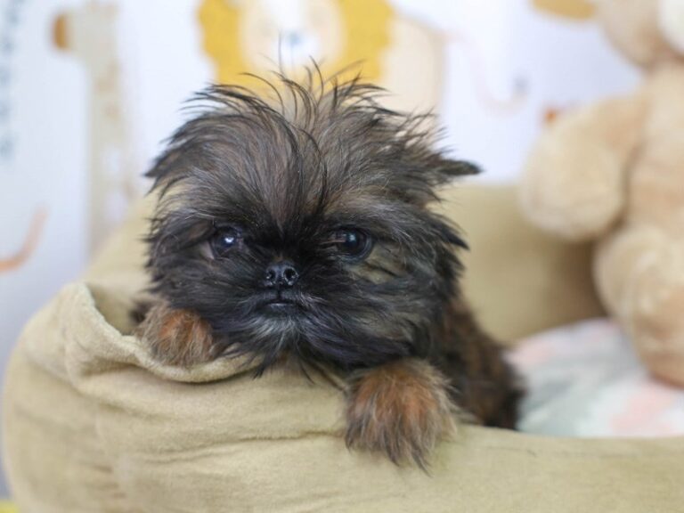 Brussels Griffon