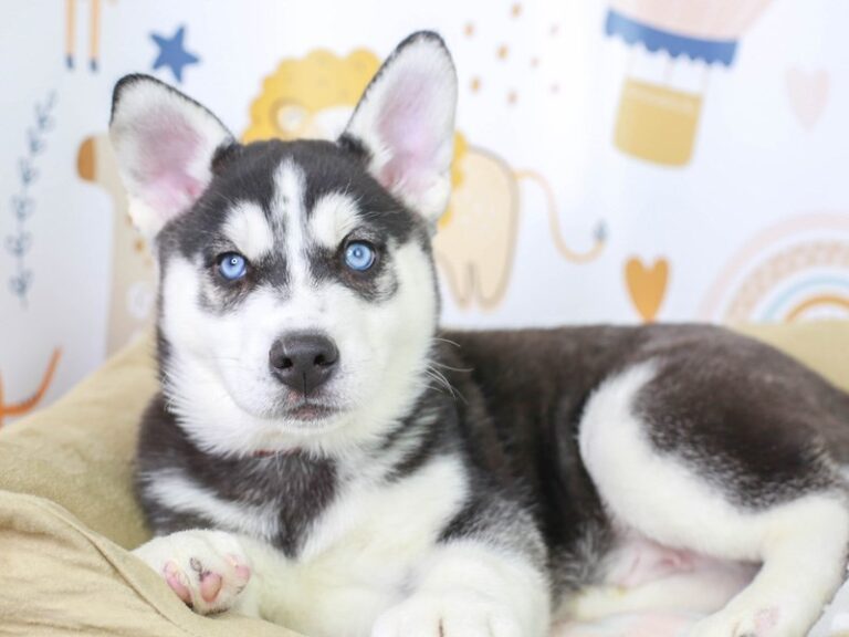 Siberian Husky