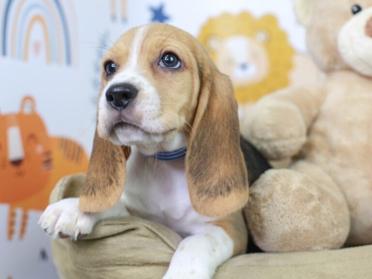 Beagle