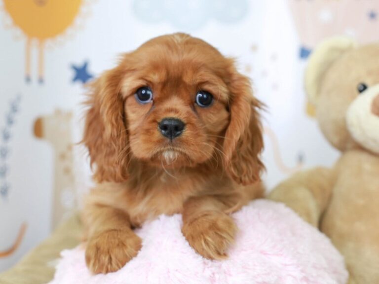 Cavalier King Charles