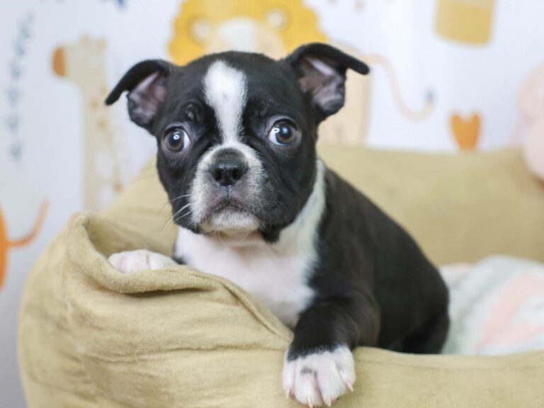 Boston Terrier