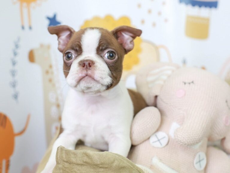 Boston Terrier