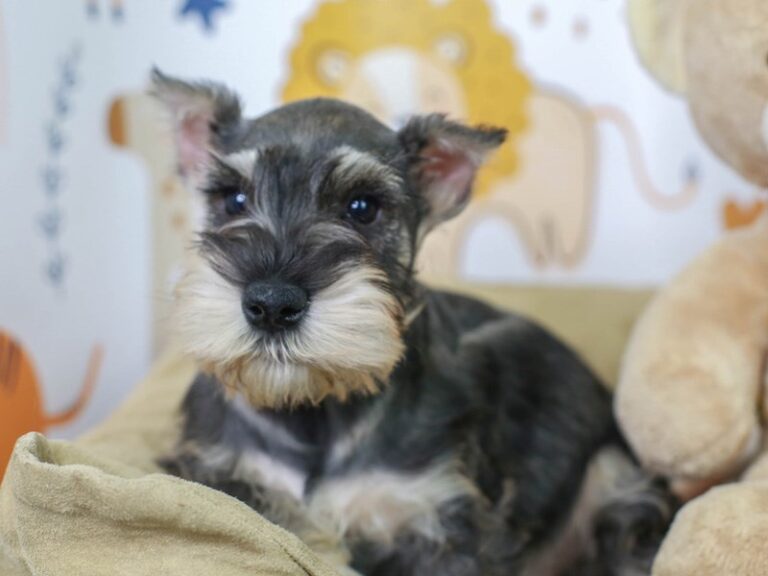 Mini Schnauzer