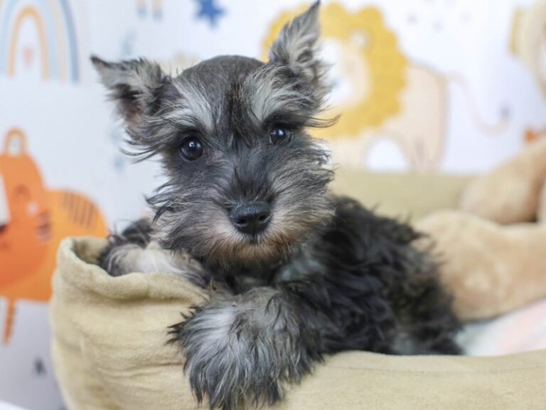 Mini Schnauzer