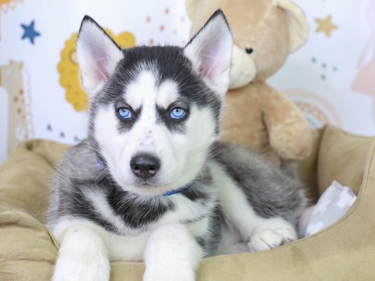 Siberian Husky