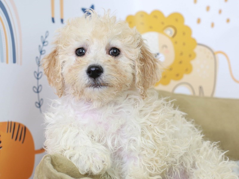 Bichon Poo-Female-Cream-3015986-Animal Kingdom | Puppies N Love