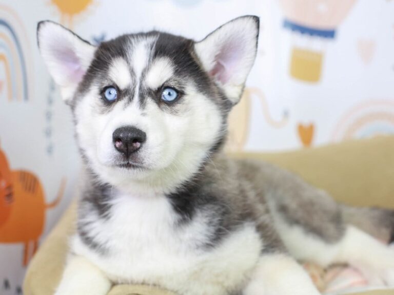 Siberian Husky