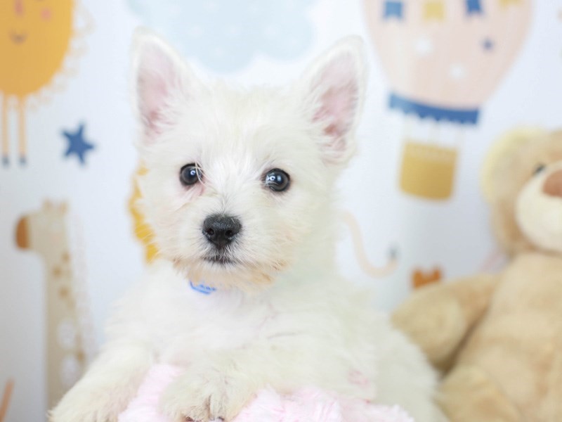 West Highland White Terrier-Male-White-3017807-Animal Kingdom | Puppies N Love