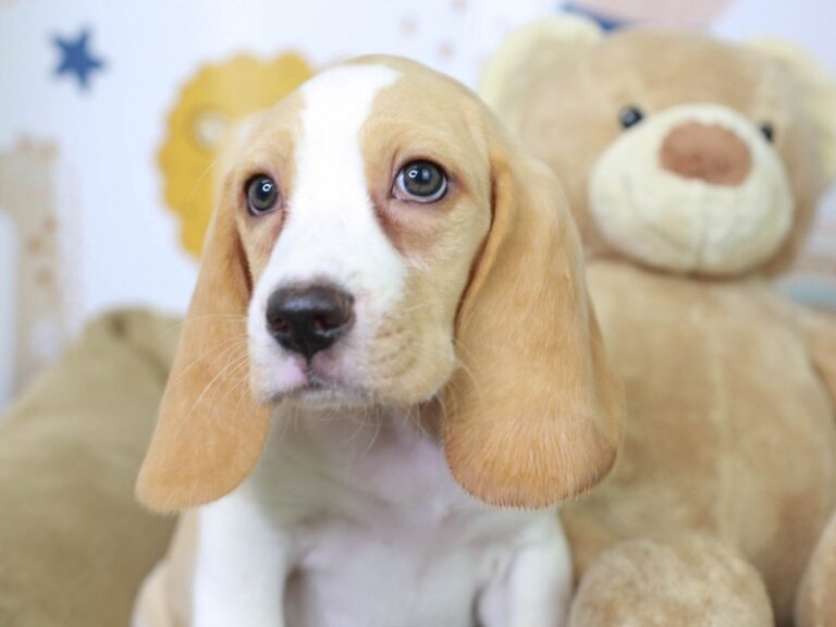 Beagle