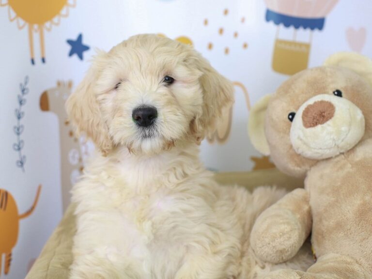 Goldendoodle