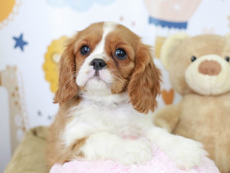 Cavalier King Charles
