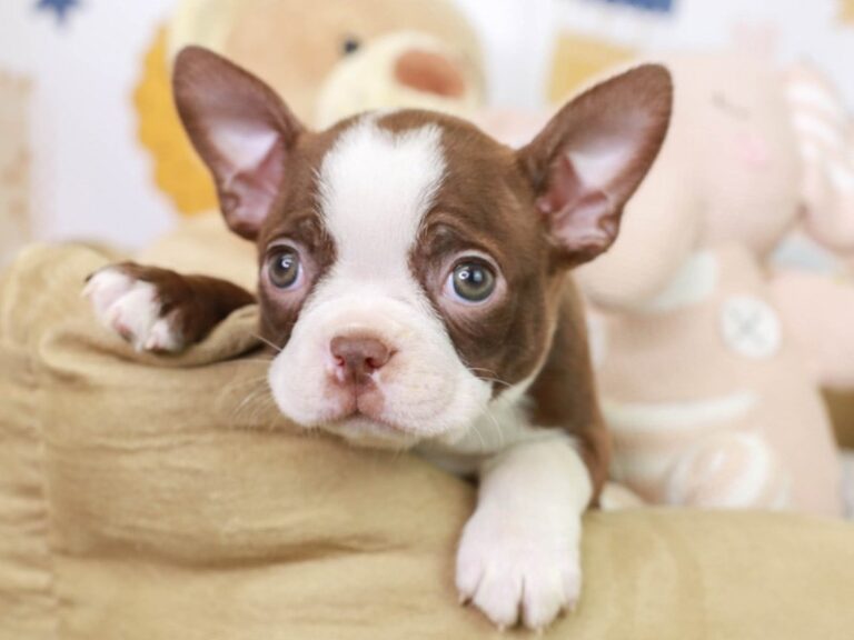 Boston Terrier