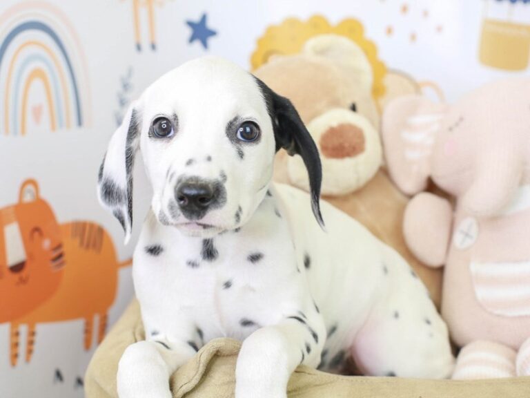 Dalmatian
