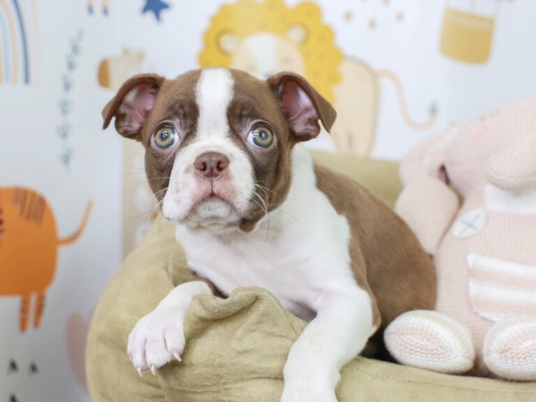 Boston Terrier