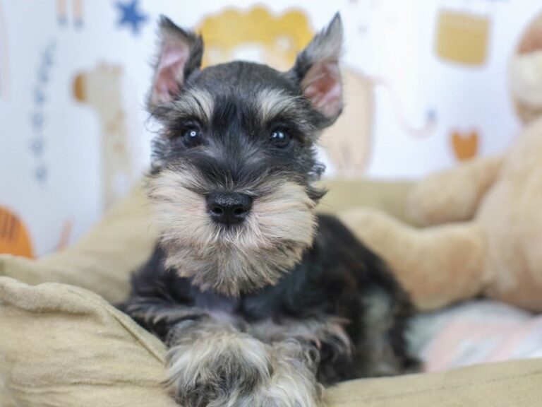 Mini Schnauzer