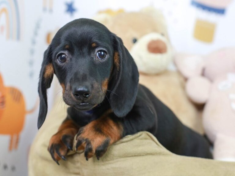 Dachshund