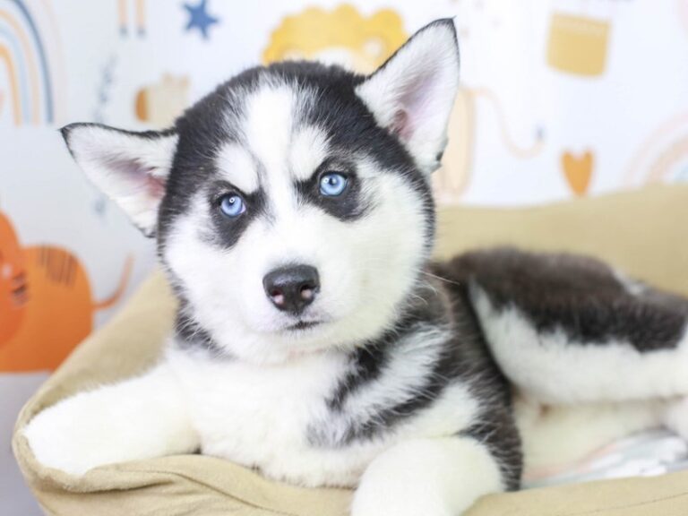 Siberian Husky