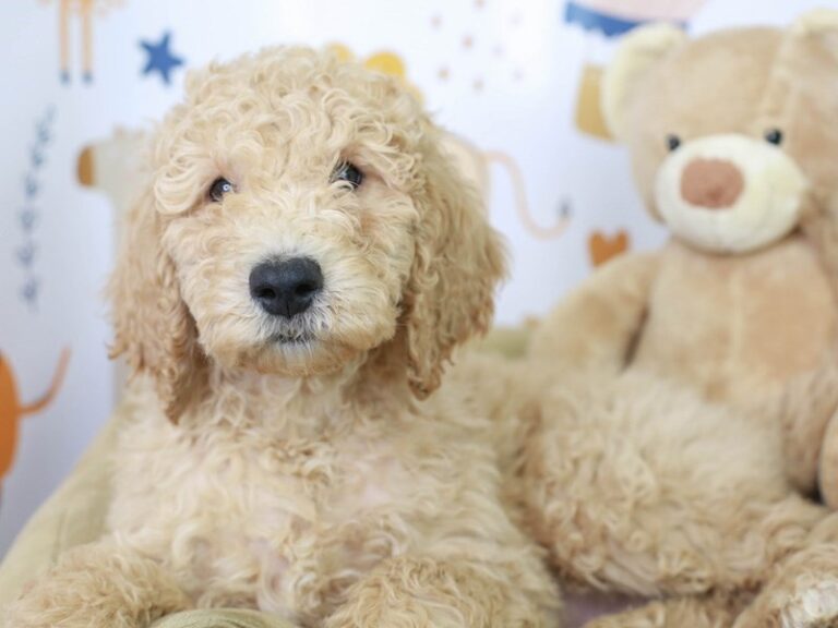 Goldendoodle