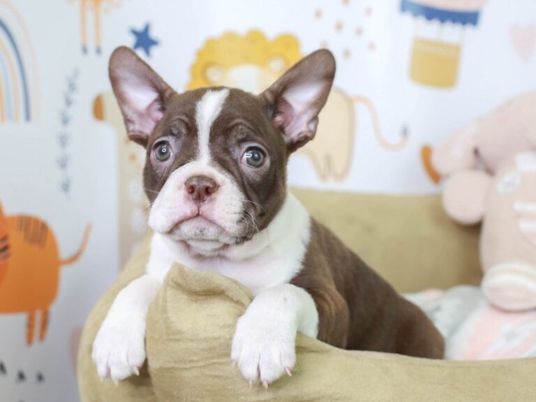Boston Terrier