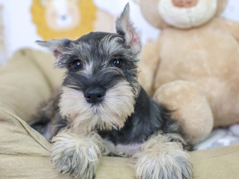 Mini Schnauzer