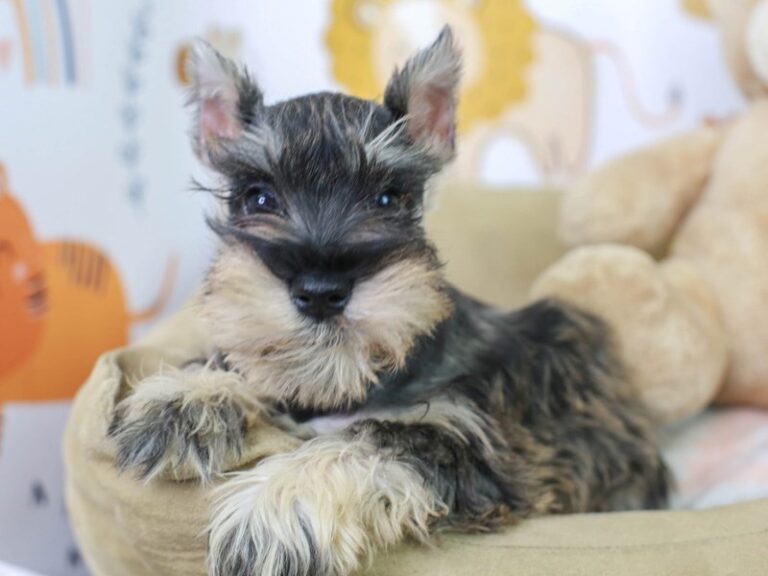 Mini Schnauzer