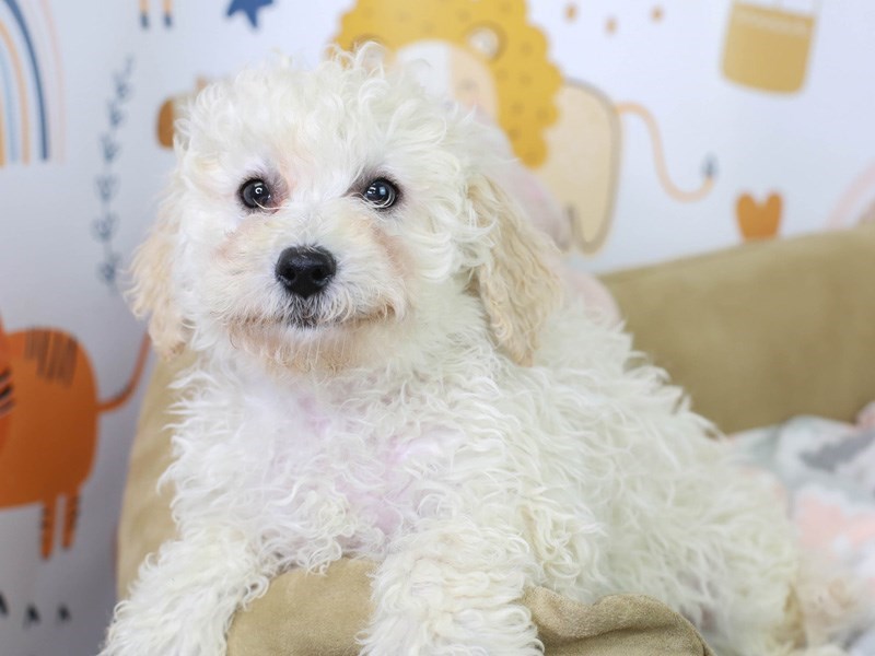 Bichon Poo-Male-Cream-3015988-Animal Kingdom | Puppies N Love