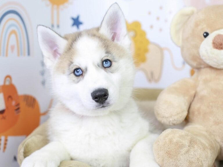 Siberian Husky