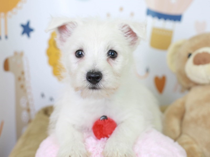 West Highland White Terrier-Male-White-3017806-Animal Kingdom | Puppies N Love