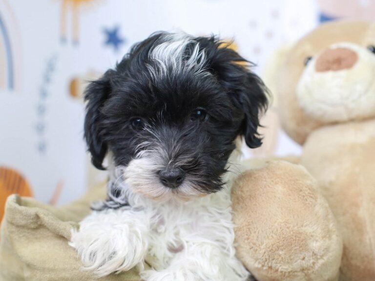 Havanese