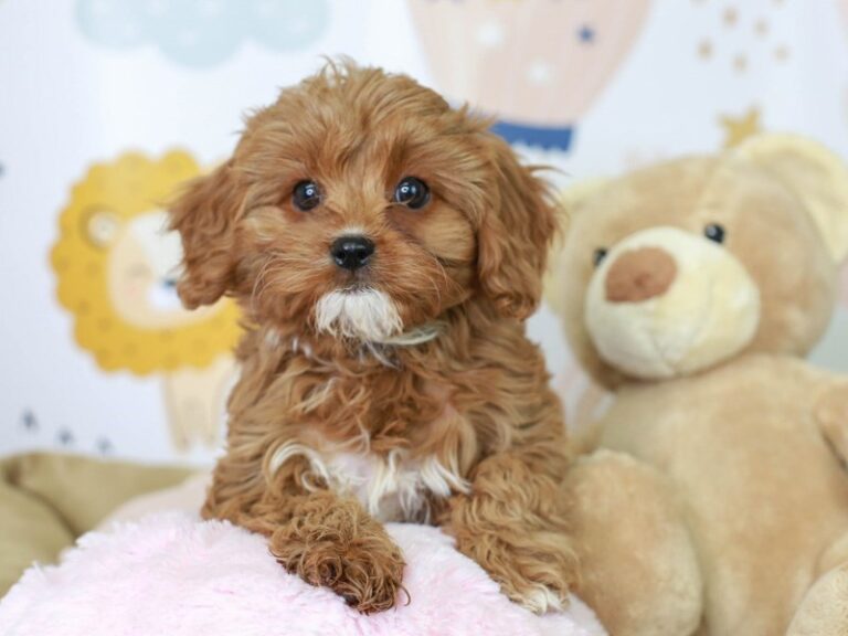 Cavapoo