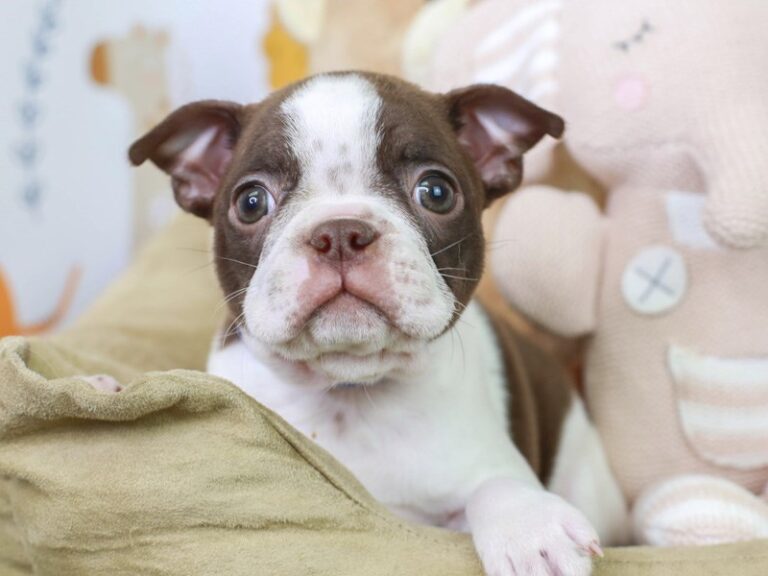 Boston Terrier