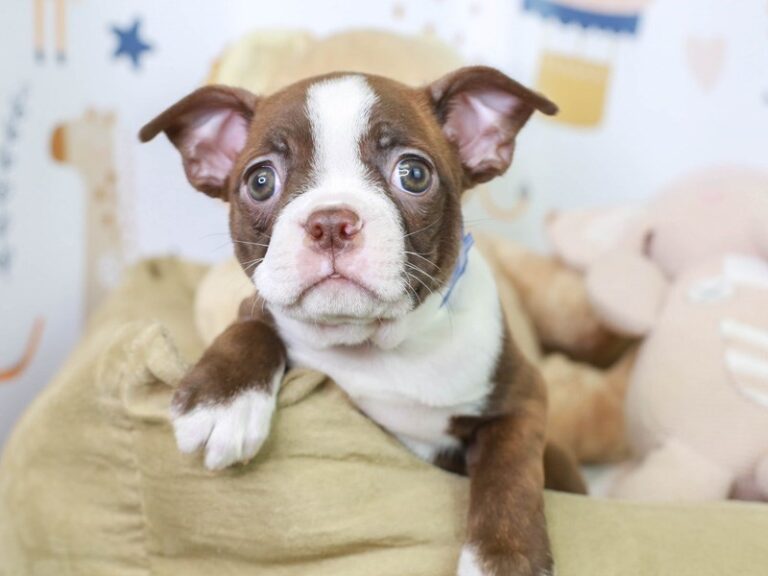 Boston Terrier