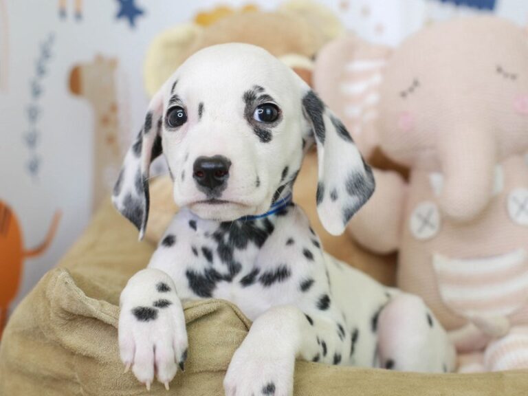 Dalmatian