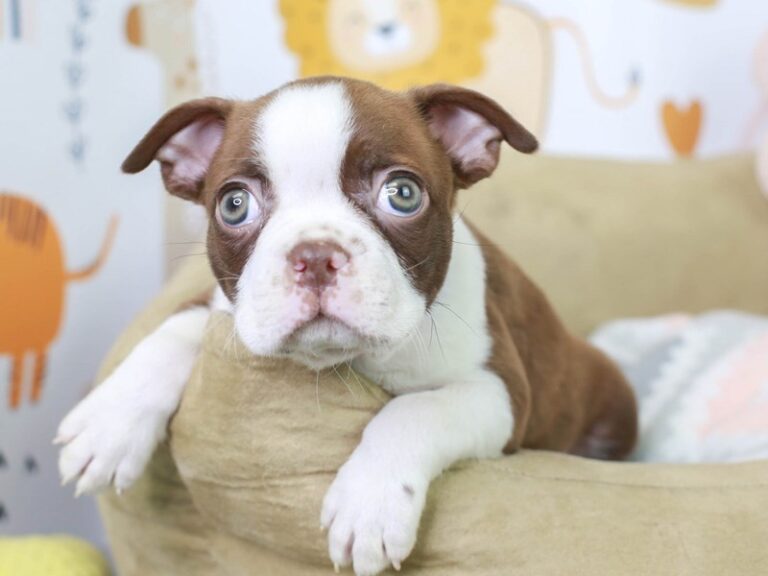 Boston Terrier