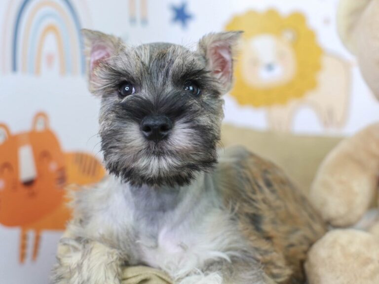 Mini Schnauzer