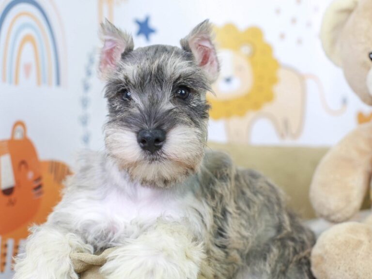Mini Schnauzer