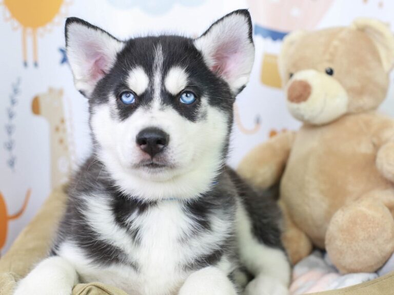 Siberian Husky